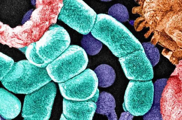 microbiome lab image
