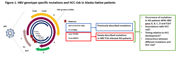 HBV genotype specific mutations and HCC risk in Alaska Native patients
