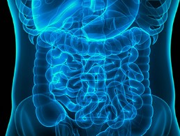 Gastro image