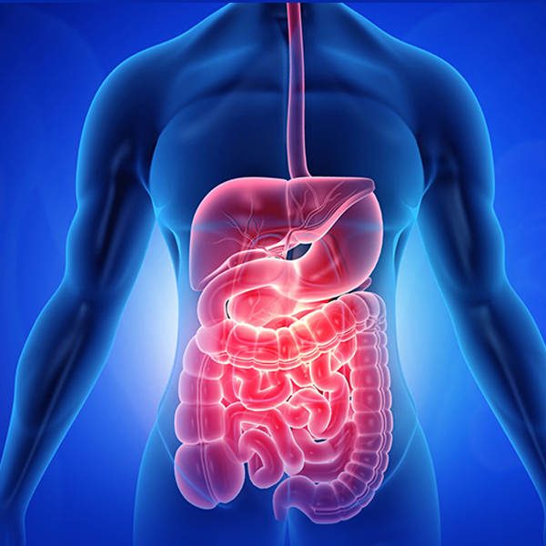 Gastro image
